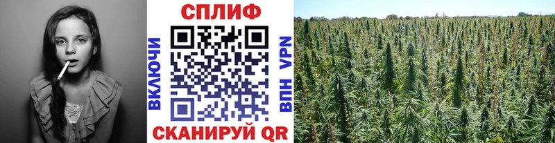 Каннабис THC 21%  наркота  Грязовец 